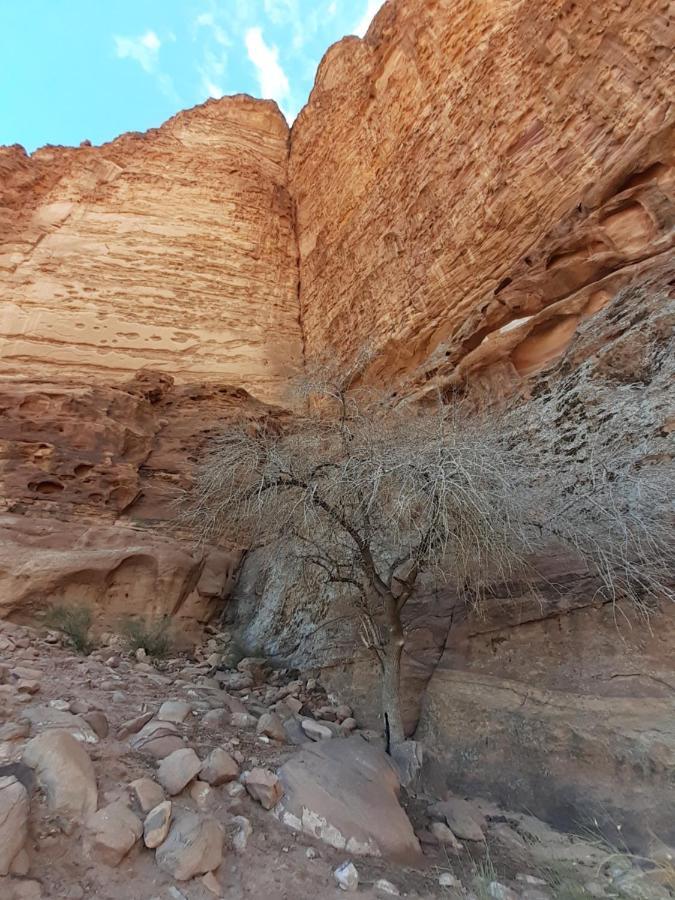 Wadi Rum Moon Light Camp エクステリア 写真